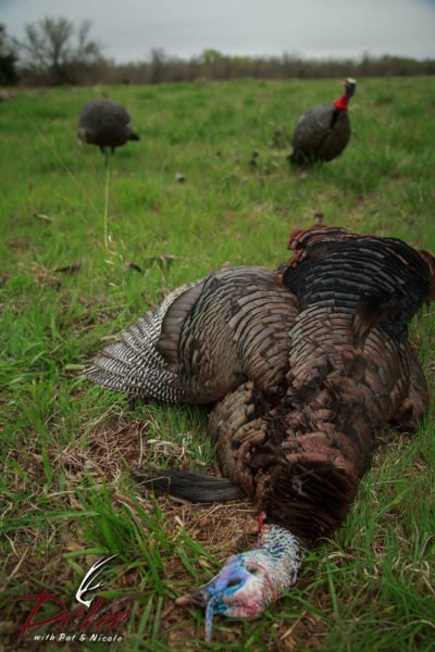 ph_dead turkey with Avian X decoys copy
